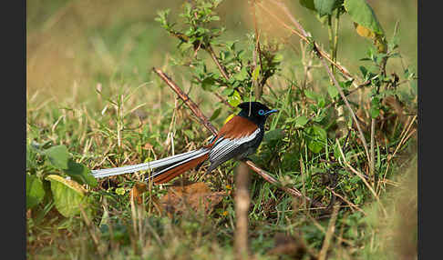 Graubrust-Paradiesschnäpper (Terpsiphone viridis)