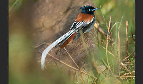 Graubrust-Paradiesschnäpper (Terpsiphone viridis)