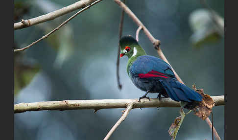 Weißohrturako (Tauraco leucotis)