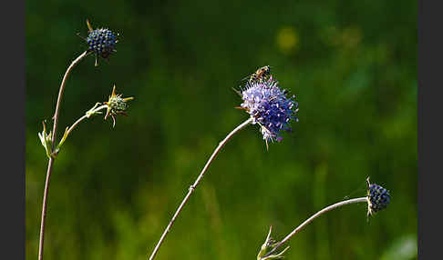 Gewöhnlicher Teufelsabbiss (Succisa pratensis)