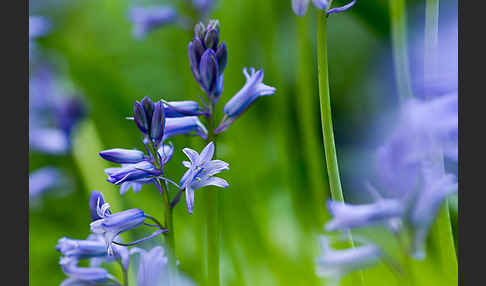 Englisches Hasenglöckchen (Hyacinthoides non-scripta)