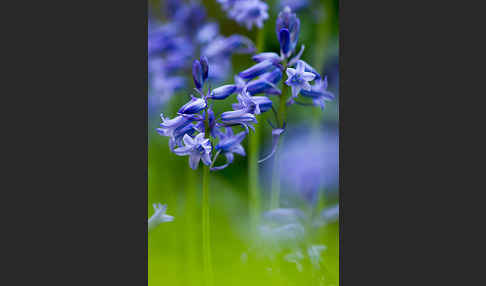 Englisches Hasenglöckchen (Hyacinthoides non-scripta)