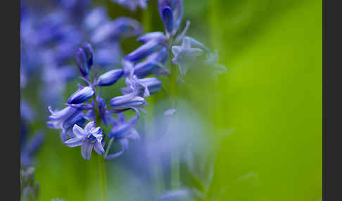 Englisches Hasenglöckchen (Hyacinthoides non-scripta)