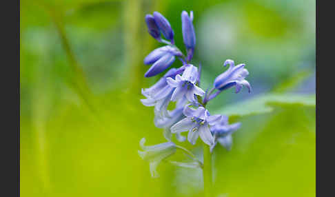 Englisches Hasenglöckchen (Hyacinthoides non-scripta)