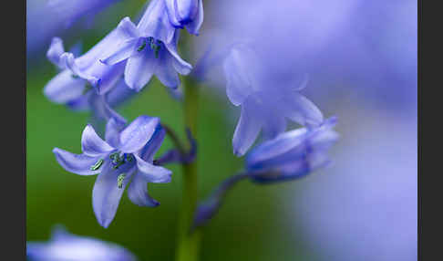 Englisches Hasenglöckchen (Hyacinthoides non-scripta)