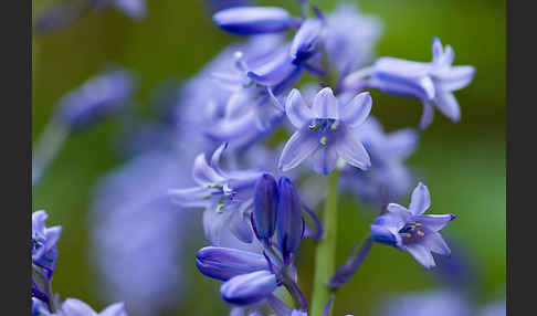 Englisches Hasenglöckchen (Hyacinthoides non-scripta)