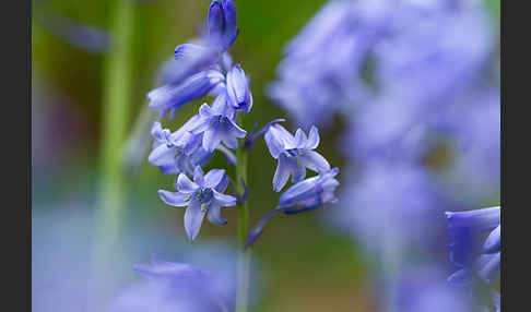 Englisches Hasenglöckchen (Hyacinthoides non-scripta)