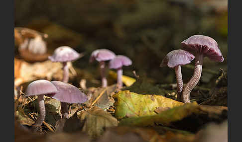 Violetter Lacktrichterling (Laccaria amethystea)