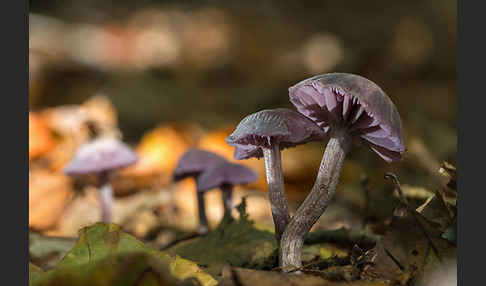 Violetter Lacktrichterling (Laccaria amethystea)