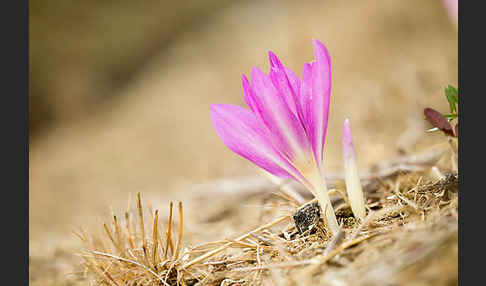 Zeitlose spec. (Colchicum lusitanum)