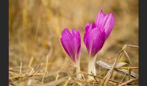 Zeitlose spec. (Colchicum lusitanum)