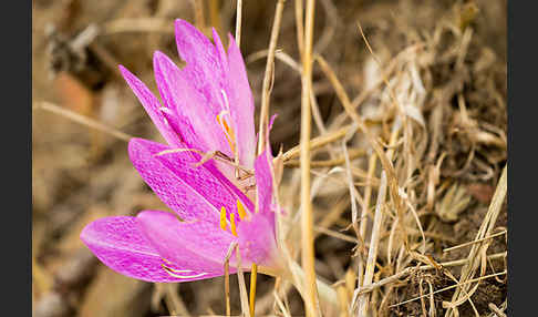 Zeitlose spec. (Colchicum lusitanum)