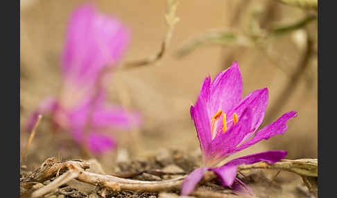 Zeitlose spec. (Colchicum lusitanum)