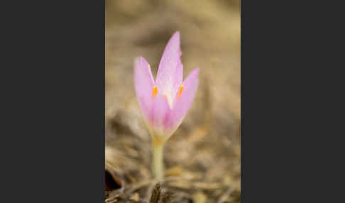 Zeitlose spec. (Colchicum lusitanum)