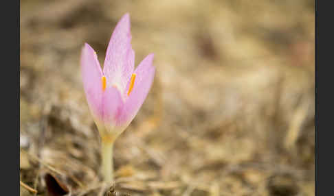 Zeitlose spec. (Colchicum lusitanum)