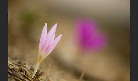 Zeitlose spec. (Colchicum lusitanum)