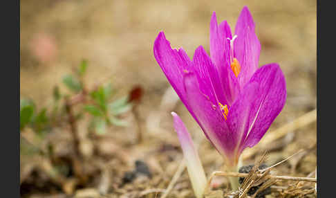 Zeitlose spec. (Colchicum lusitanum)