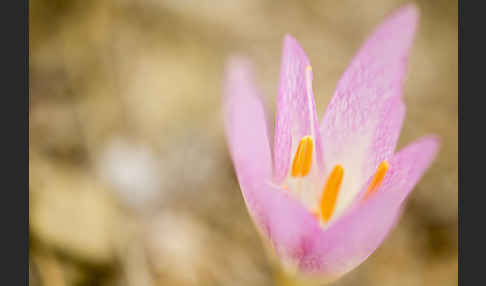 Zeitlose spec. (Colchicum lusitanum)