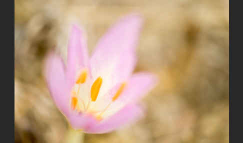 Zeitlose spec. (Colchicum lusitanum)