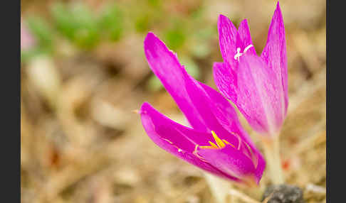 Zeitlose spec. (Colchicum lusitanum)