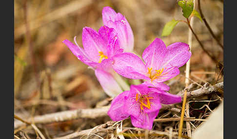 Zeitlose spec. (Colchicum lusitanum)