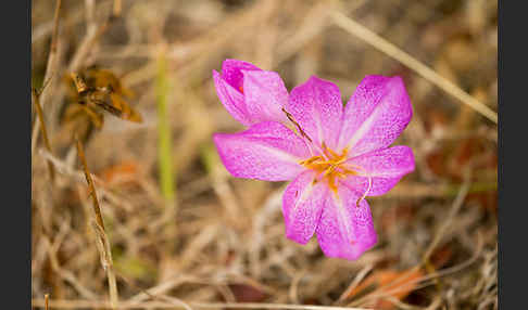 Zeitlose spec. (Colchicum lusitanum)