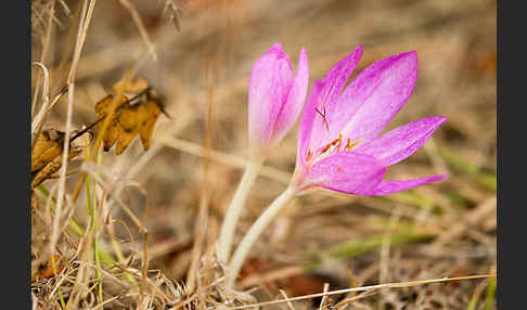 Zeitlose spec. (Colchicum lusitanum)