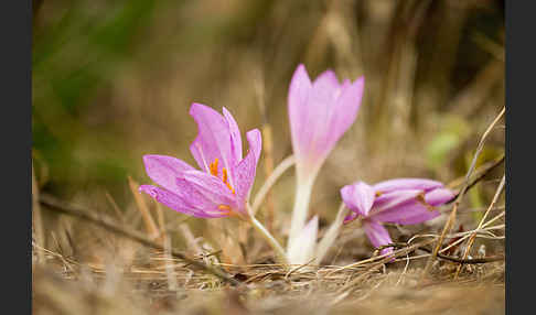 Zeitlose spec. (Colchicum lusitanum)