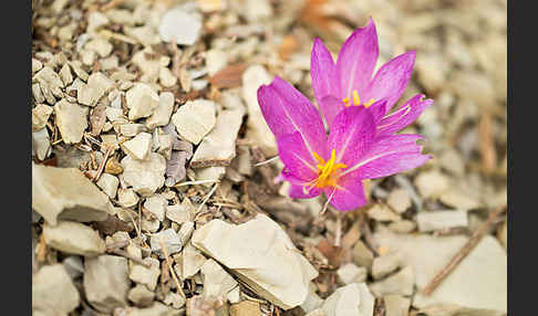 Zeitlose spec. (Colchicum lusitanum)