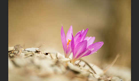 Zeitlose spec. (Colchicum lusitanum)