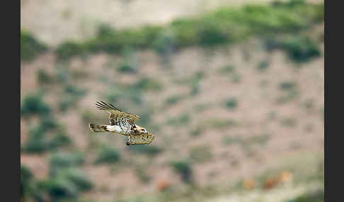 Schlangenadler (Circaetus gallicus)