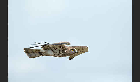 Schlangenadler (Circaetus gallicus)