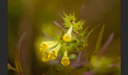 Wiesen-Wachtelweizen (Melampyrum pratense)