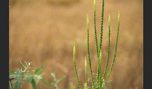 Gelbe Resede (Reseda lutea)