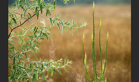 Gelbe Resede (Reseda lutea)