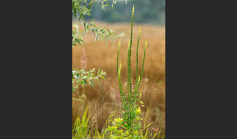 Gelbe Resede (Reseda lutea)