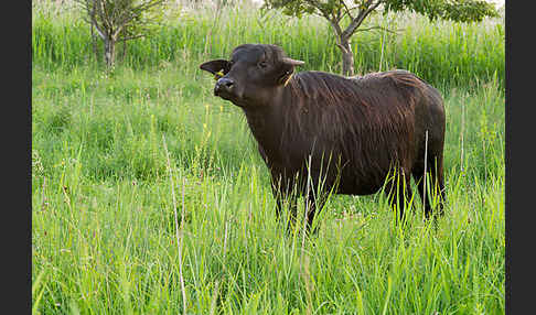 Karpatenbüffel (Bubalus arnee sspec.)