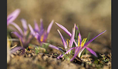 Pyrenäen-Merendera (Merendera pyrenaica)