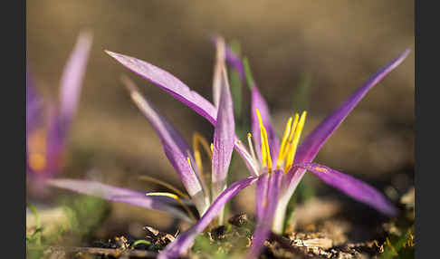 Pyrenäen-Merendera (Merendera pyrenaica)