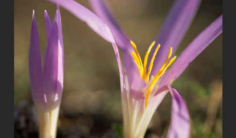 Pyrenäen-Merendera (Merendera pyrenaica)