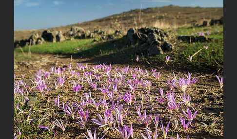 Pyrenäen-Merendera (Merendera pyrenaica)