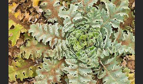 Gewelltblättrige Königskerze (Verbascum undulatum)