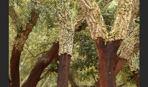 Kork-Eiche (Quercus suber)