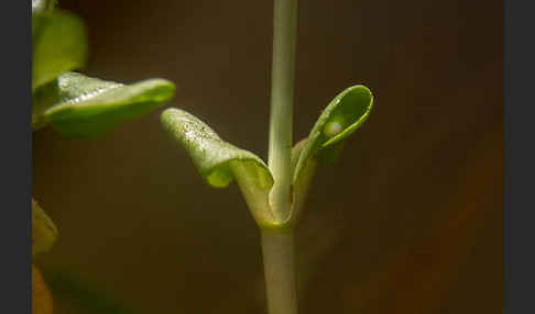 Kammolch (Triturus cristatus)