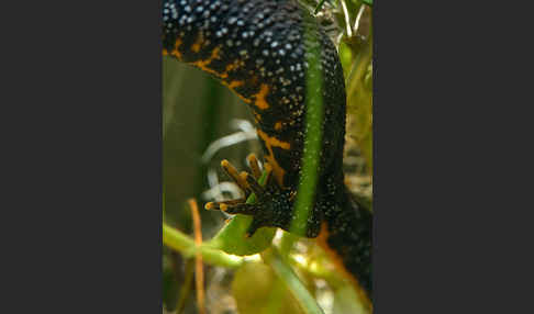 Kammolch (Triturus cristatus)