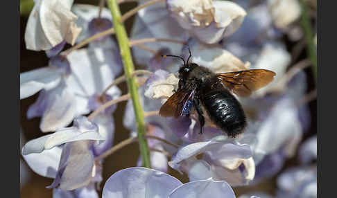 Große Holzbiene (Xylocopa violacea)
