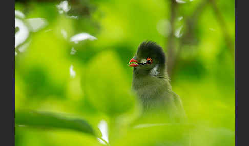 Weißohrturako (Tauraco leucotis)