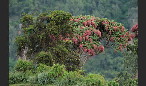 Kosobaum (Hagenia abyssinica)
