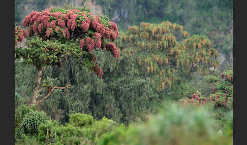 Kosobaum (Hagenia abyssinica)