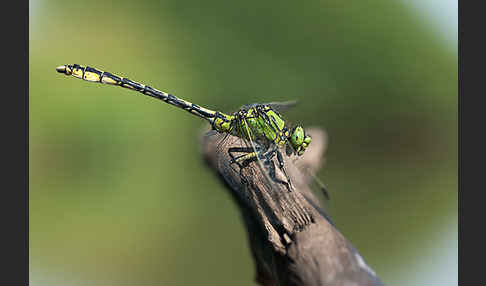Grüne Keiljungfer (Ophiogomphus cecilia)